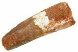 Fossil Spinosaurus Tooth - Feeding Worn Tip #363501-1